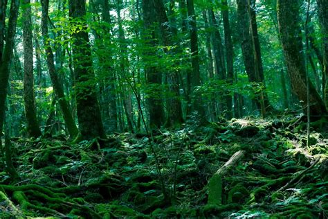 El increíble bosque Aokigahara en Japón