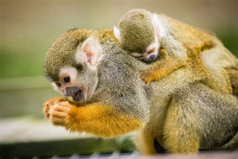 An early Christmas present as trio of baby squirrel monkeys arrive at ...