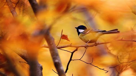 Autumn Animals Wallpapers - Top Free Autumn Animals Backgrounds ...