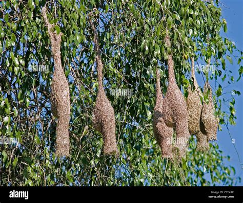 Nests of baya weaver birdsploceus philippinus Sri lanka Stock Photo - Alamy