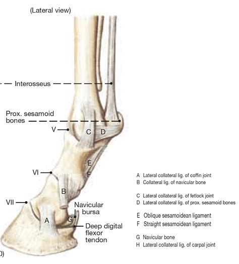 Distal Limb Anatomy Horse Anatomy, Horse Care, Horses, 56% OFF