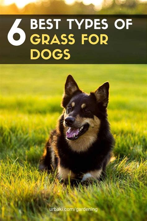 6 Best Types of Grass for Dogs | Types of grass, Dogs, Fleas