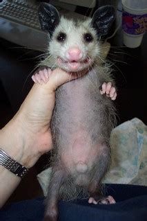 Male opossum with pouch, hermaphrodite, | Male opossum with … | Flickr