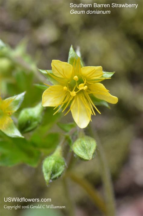 US Wildflower's Database of Yellow Wildflowers for Minnesota