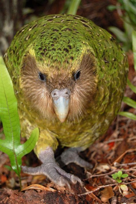 Sirocco, der Kakapo, ist wieder da: Neuseelands berühmtester Vogel nach zwei Jahren gesichtet ...