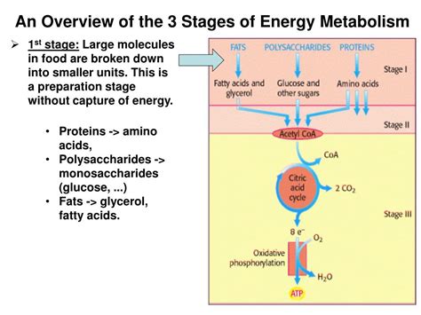 What Are The 3 Stages Of Metabolism - slideshare