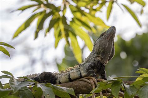 Black iguana bouncing head up as a warning signal, Jacó, Costa Rica - Nature Stock Photo Agency