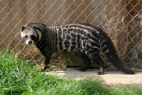 African civet (Civettictis civetta) - ZooChat