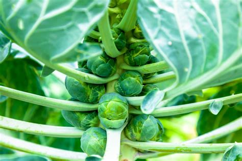 Brussel Sprouts Growing Stages: Growth and Care Guide