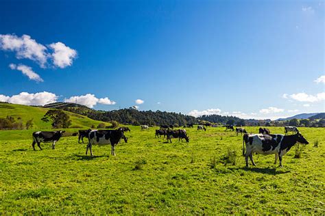 Dairy Farm New Zealand Stock Photos, Pictures & Royalty-Free Images ...