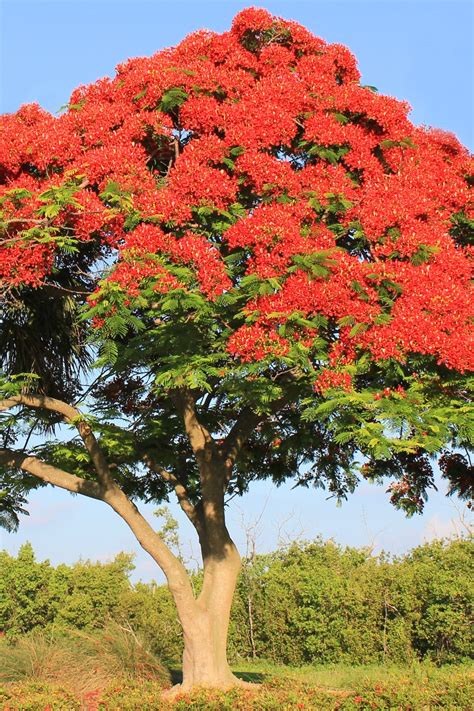 Royal Poinciana