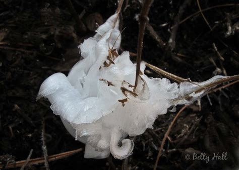 Frost Flowers – Betty Hall Photography