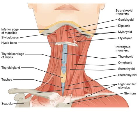 Thyrohyoid, Omohyoid Muscle Location Diagram | Анатомическое строение тела, Упражнения, Анатомия ...