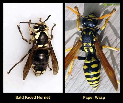 Bald Faced Hornet Vs Paper Wasp: 5 Differences To Tell