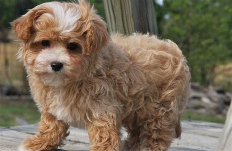 Affordable Maltipoo Puppies for Sale | Maltipoo