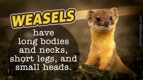 Weasel Facts