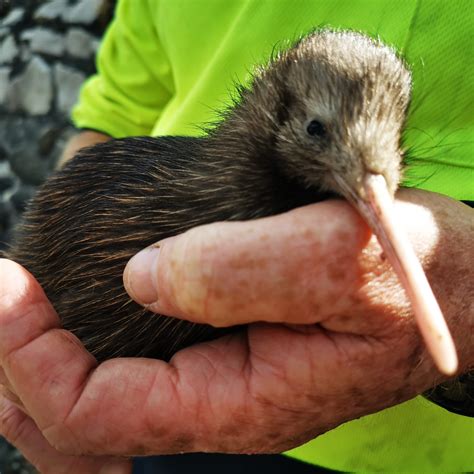 The Nitty-Gritty on How Kiwi Chicks Hatch - Kiwi Coast Northland Project