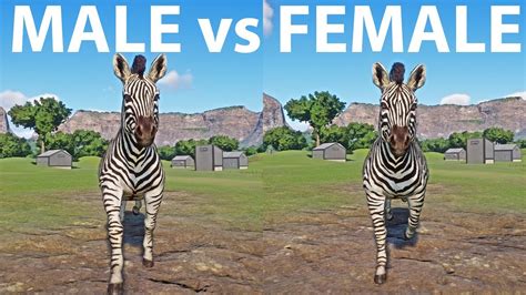 Male Zebra vs Female Zebra Speed Races in Planet Zoo included Plains Zebra Male Vs Female - YouTube