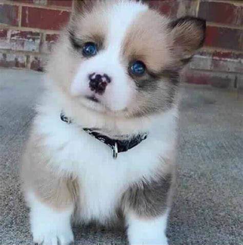 Pomsky Puppies | Cute Puppy Pictures