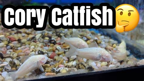 Albino Corydorus Catfish Size & Food - YouTube