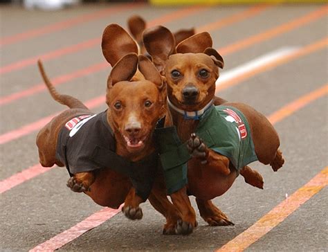 Wiener Dog Races and Canine Costume Contest at Kirkland Oktoberfest | Kirkland, WA Patch