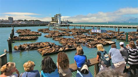 Download People And Sea Lions At Fishermans Wharf Wallpaper ...