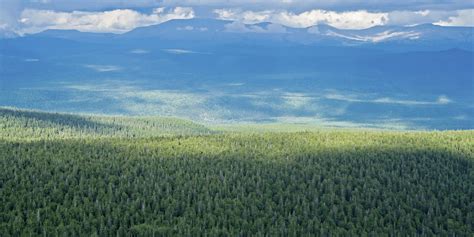 Russia's Forests Overlooked In Climate Change Fight, Scientists Warn | HuffPost