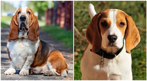 Beagle Basset Hound Mix