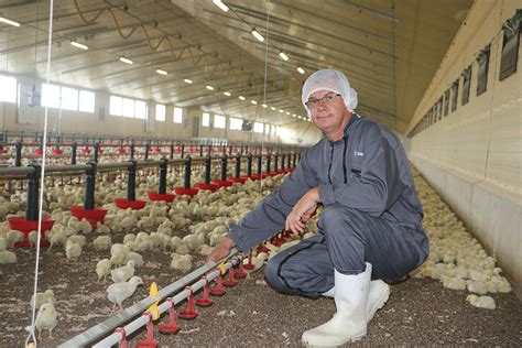 French broiler farmer opts for heavy birds - Poultry World