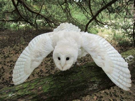 Very rare White owl feathers Hypomelanistic barn owl feathers | Etsy