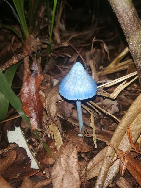 Little blue shroom. New Zealand : mycology