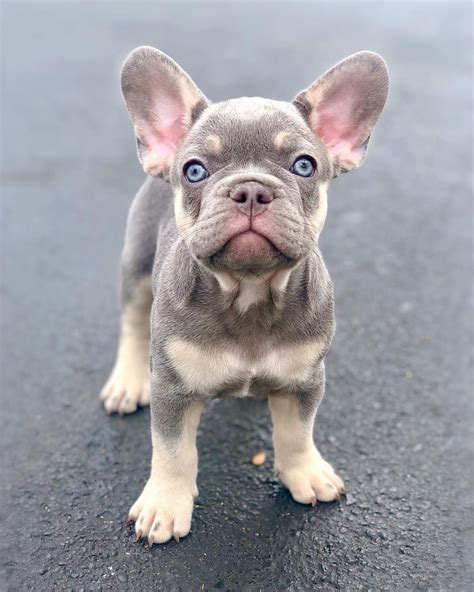 Amazing Teacup Blue French Bulldog Full Grown of all time Learn more ...