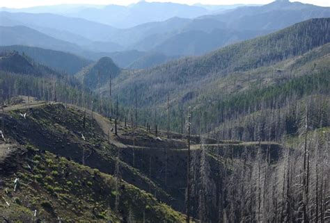 Forest fragmentation hits wildlife hardest in the tropics | Science @ NTU