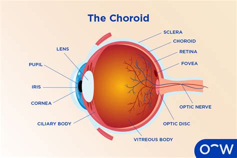 Choroid: Anatomy, Function, and Associated Eye Diseases