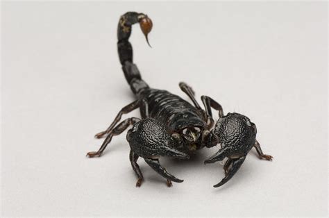 An Emperor Scorpion At The Lincoln Photograph by Joel Sartore