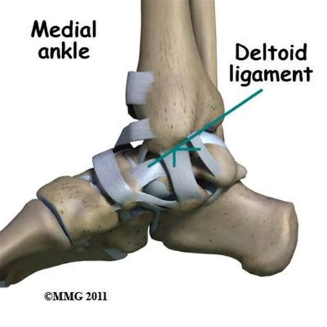 Pictures Of Ankle Joint, Deltoid Ligament