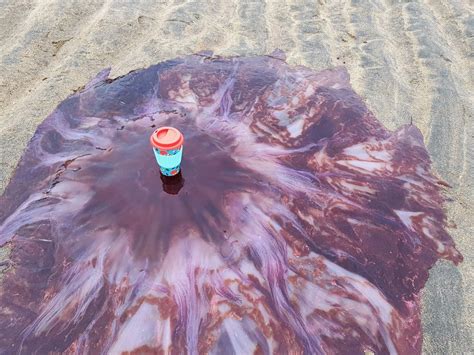 INCREDIBLE PHOTOS show HUGE Lion’s Mane Jellyfish on Irish beach