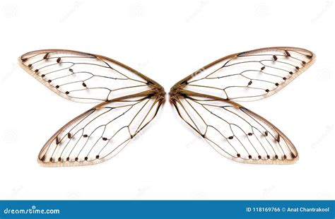 Cicada Wing Skeletal Structure Stock Image | CartoonDealer.com #76346545