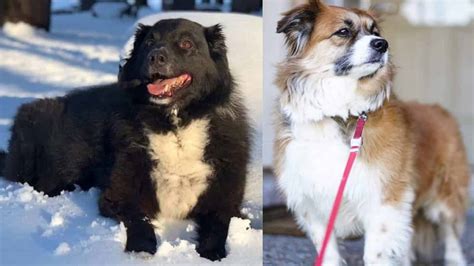 42+ Border Collie Mix Breeds