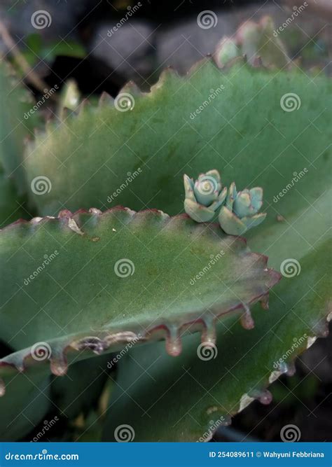 Kalanchoe Pinnata (cocor Bebek) Which Has Started To Grow Its Puppies Stock Image - Image of ...