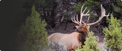 Colorado Bull Elk Hunt - Conservation First USA : Conservation First USA