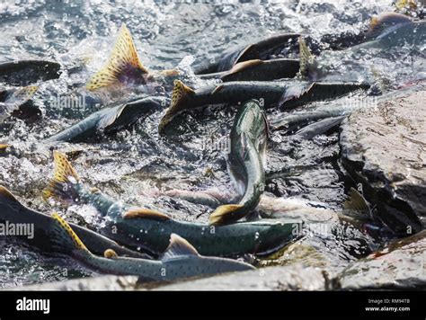 salmon spawning in Alaska river Stock Photo - Alamy