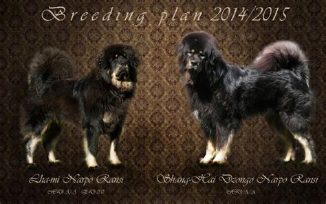 Tibetan Mastiff (Do Khyi) puppies for reservation