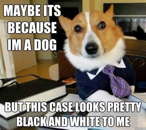 Dogs at Work Memes #FridayFrivolity - Munofore