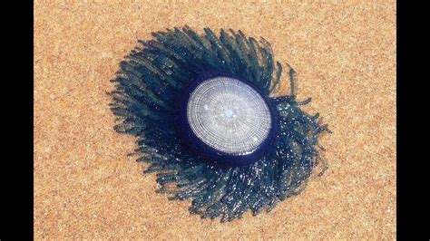 Blue Button Jellyfish Porpita Porpita At South Padre Island Texas - YouTube