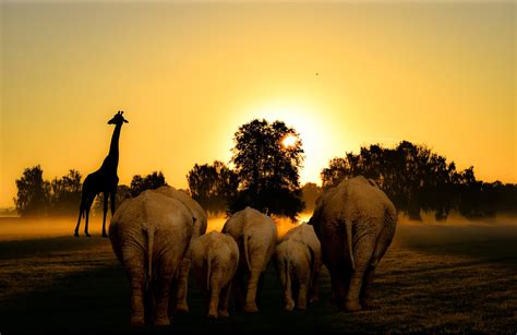 Elephant Sunset_Web | Good Nature Travel Blog