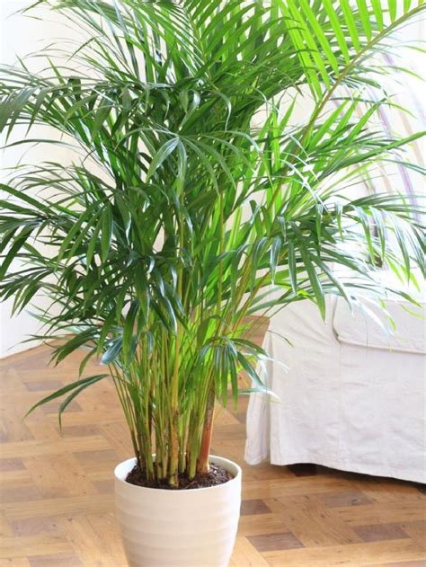 Bamboo palm. bedroom plant. relaxing indoor plant. air purifier plant. indoor plant oxygen ...