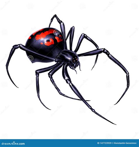 Black Widow Spider on White Background Realistic Illustration Isolate ...