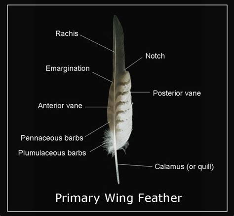 How to ID a Feather - The Infinite Spider