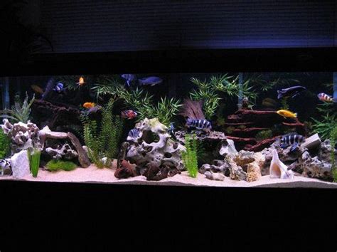 Cichlid Tank Setup Ideas